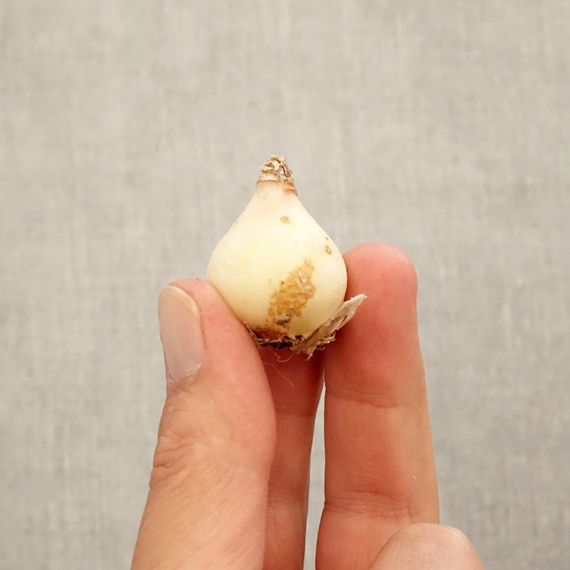 Esemplare di Muscari armeniacum Manon Bulbo taglia 8+ come consegnato in autunno