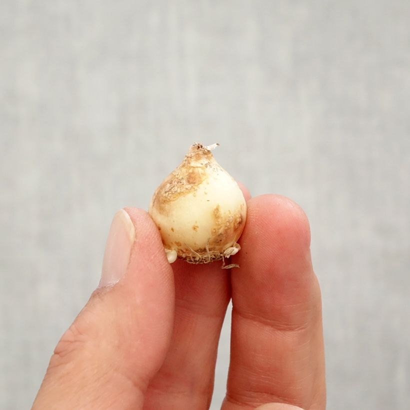 Esemplare di Muscari armeniacum Peppermint Bulbo taglia 7+ come consegnato in autunno