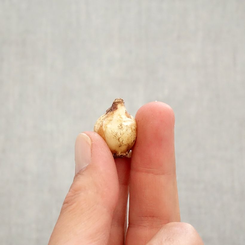 Esemplare di Muscari Pink Sunrise Bulbo taglia 6+ come consegnato in autunno