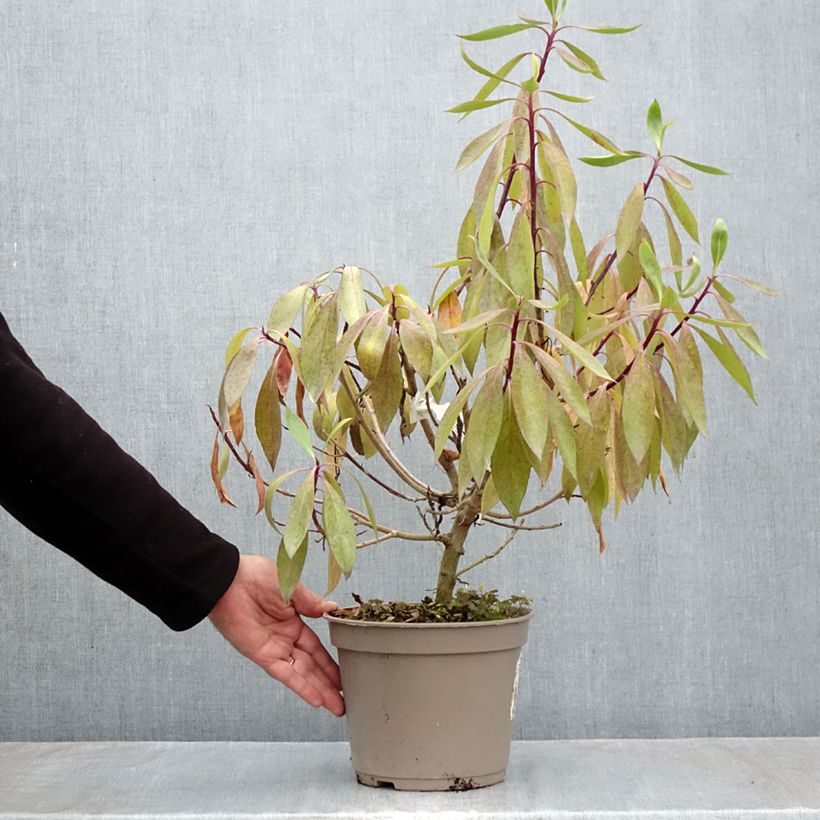 Esemplare di Myoporum laetum Vaso da 4L/5L come consegnato in autunno