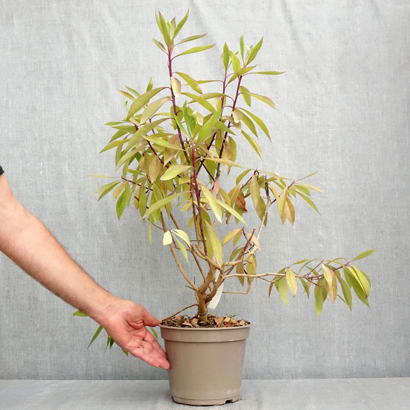 Esemplare di Myoporum laetum Vaso da 4L/5L consegnato in estate