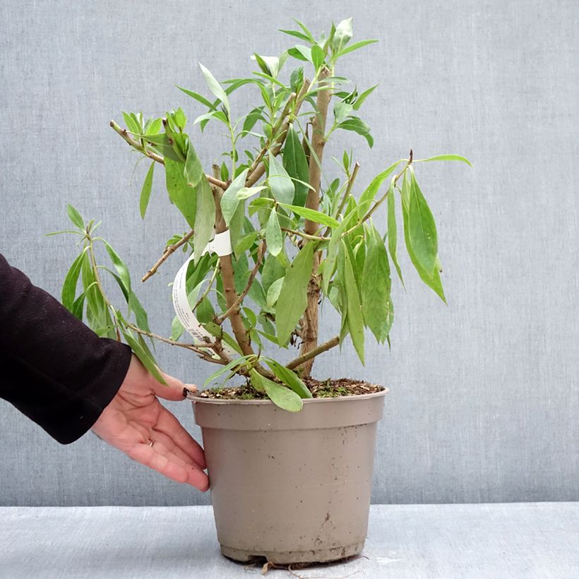 Myoporum laetum Vaso da 4L/5L esemplare consegnato in inverno