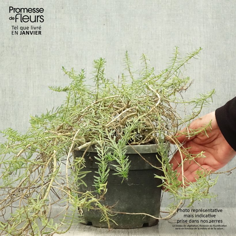 Myoporum parvifolium Fleurs roses Vaso da 3L/4L esemplare consegnato in inverno
