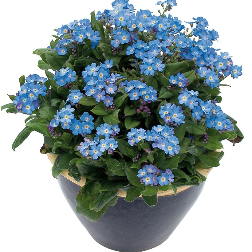 Myosotis Myomark (Porto)