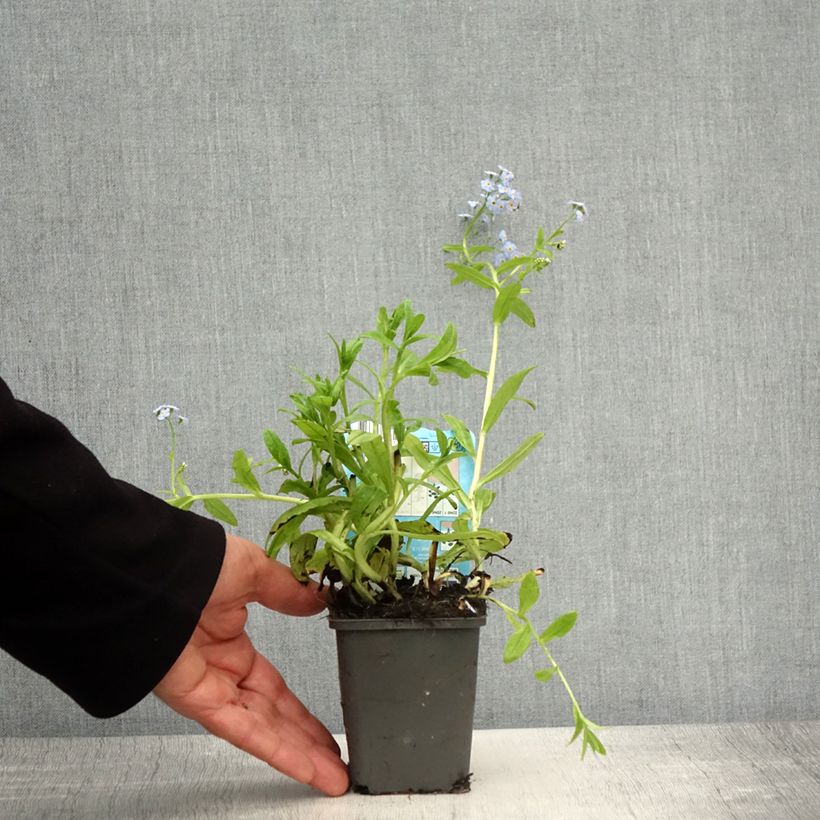 Myosotis scorpioides Alba Vasetto da 8/9 cm esemplare consegnato in primavera