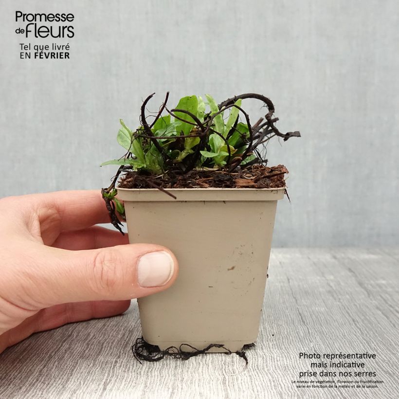 Myosotis scorpioides - Nontiscordardimè delle paludi Vasetto da 8/9 cm esemplare consegnato in inverno