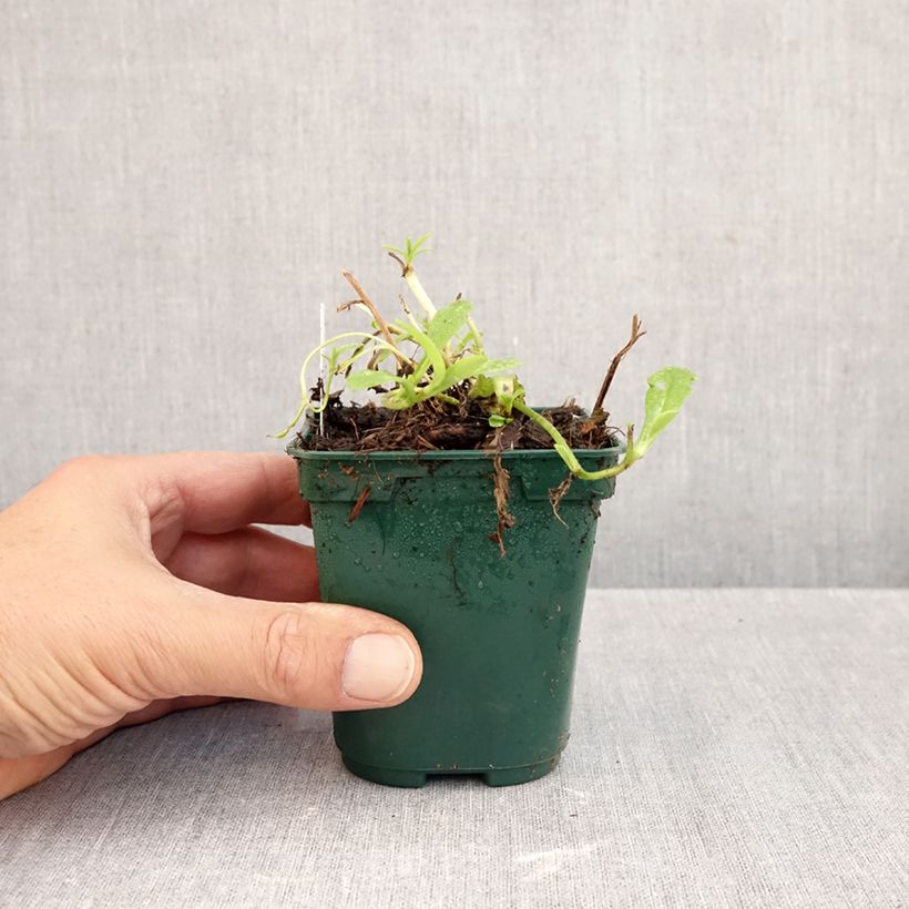 Esemplare di Myosotis scorpioides - Nontiscordardimè delle paludi Vasetto da 8/9 cm come consegnato in autunno