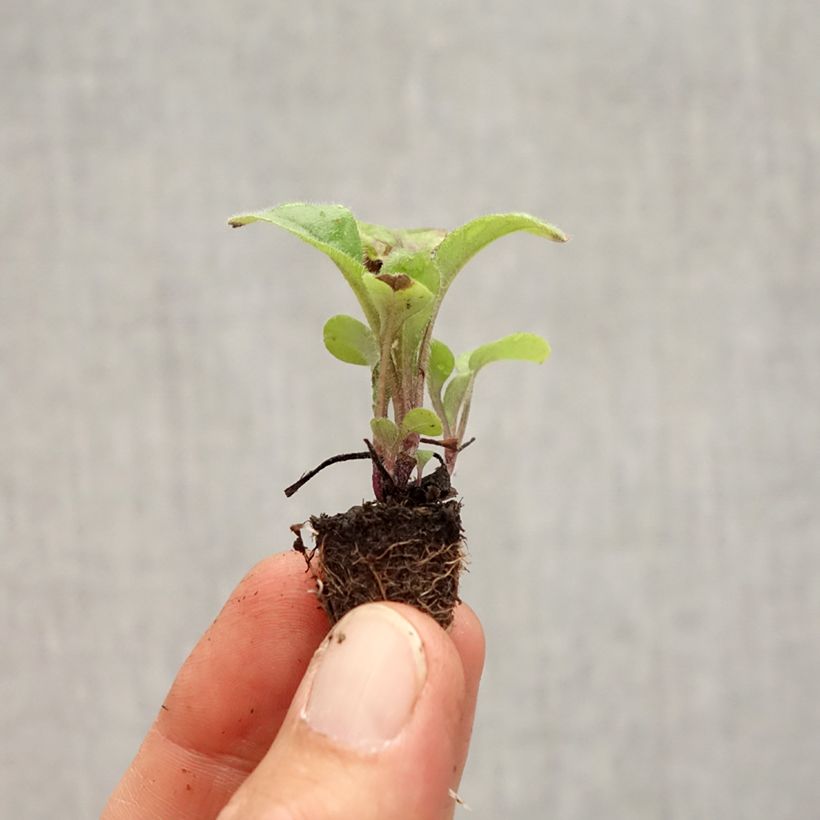 Esemplare di Myosotis sylvatica Savoie Blue Mini zolla: zolla da 2,2 cm x 2 cm in vassoio di coltivazione da 35 pezzi come consegnato in autunno