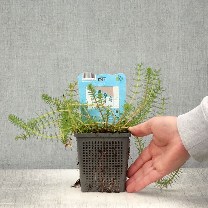 Esemplare di Myriophyllum crispata - Millefoglio d'acqua Vaso da 1L/1,5L consegnato in estate
