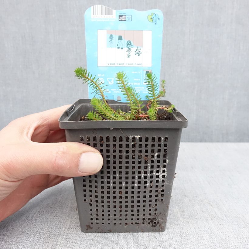 Myriophyllum crispata - Millefoglio d'acqua Vaso da 1L/1,5L esemplare consegnato in primavera