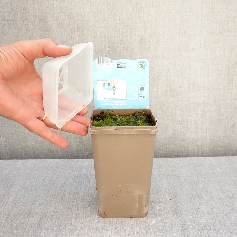 Esemplare di Myriophyllum spicatum - Millefoglio d'acqua comune Vasetto da 8/9 cm come consegnato in autunno