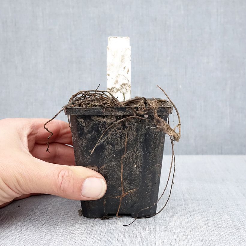 Myriophyllum spicatum - Millefoglio d'acqua comune Vasetto da 8/9 cm esemplare consegnato in primavera