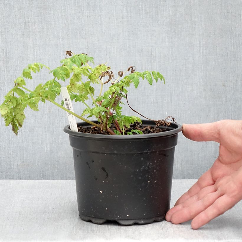 Esemplare di Myrrhis odorata - Finocchiella Vaso da 2L/3L come consegnato in autunno