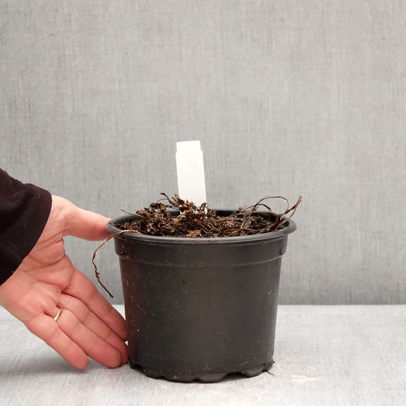 Myrrhis odorata - Finocchiella Vaso da 2L/3L esemplare consegnato in inverno