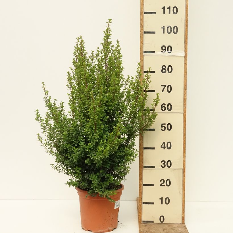 Esemplare di Myrsine africana - Bosso africano Vaso da 7,5L/10L consegnato in estate