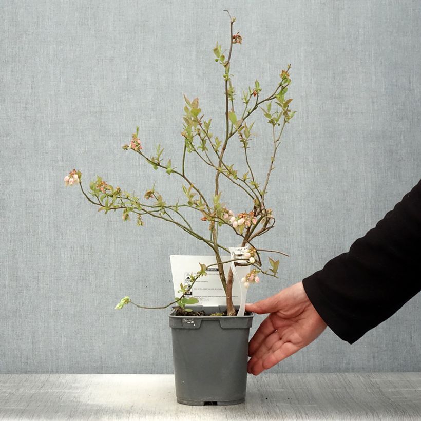 Mirtillo gigante americano - Atlantic Vaso da 4L/5L esemplare consegnato in primavera