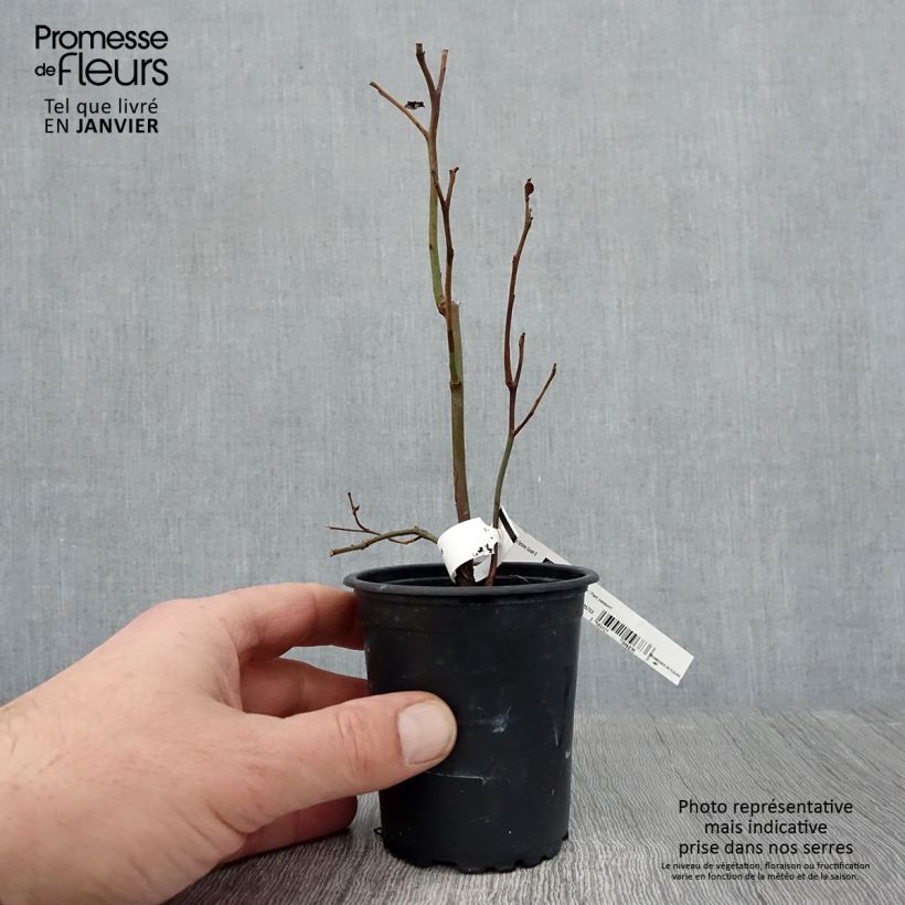 Mirtillo gigante americano - Berkeley Vasetto da 8/9 cm esemplare consegnato in inverno