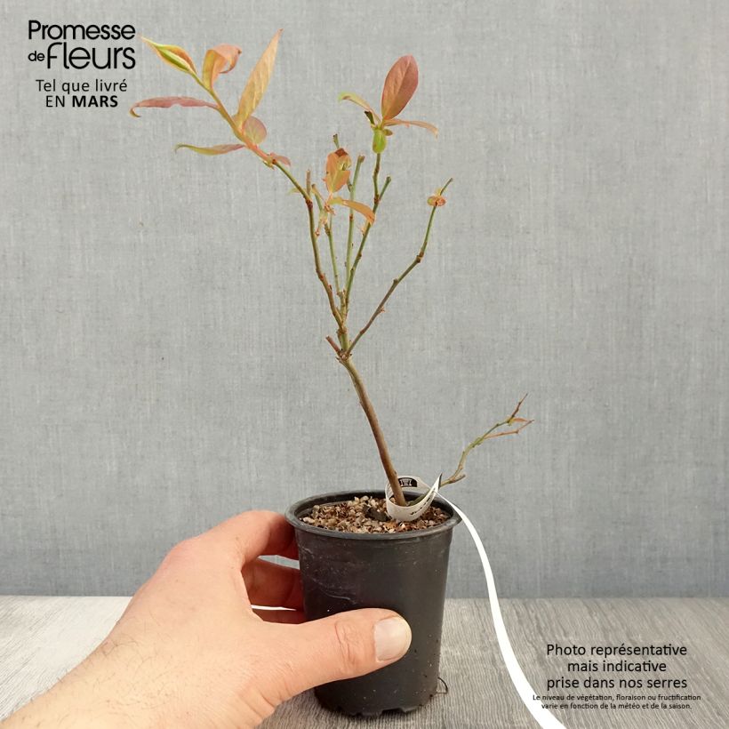 Mirtillo gigante americano - Berkeley Vasetto da 8/9 cm esemplare consegnato in primavera