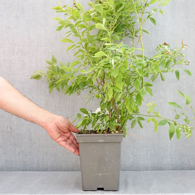 Mirtillo gigante americano - Blue pearl Vaso da 4L/5L esemplare consegnato in primavera