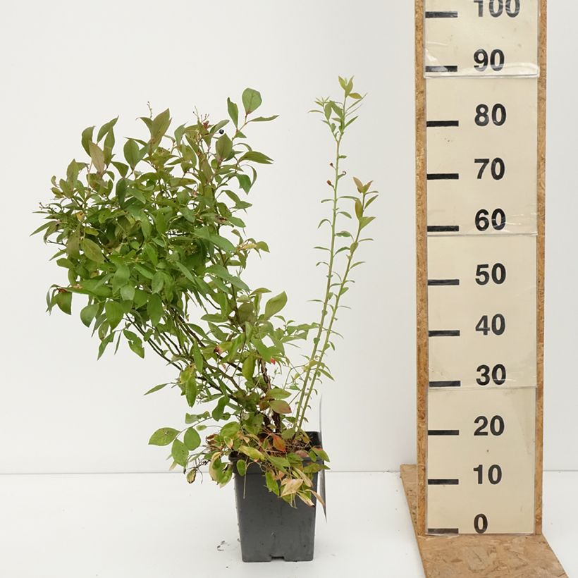 Esemplare di Mirtillo gigante americano - Blue pearl Vaso da 4L/5L come consegnato in autunno