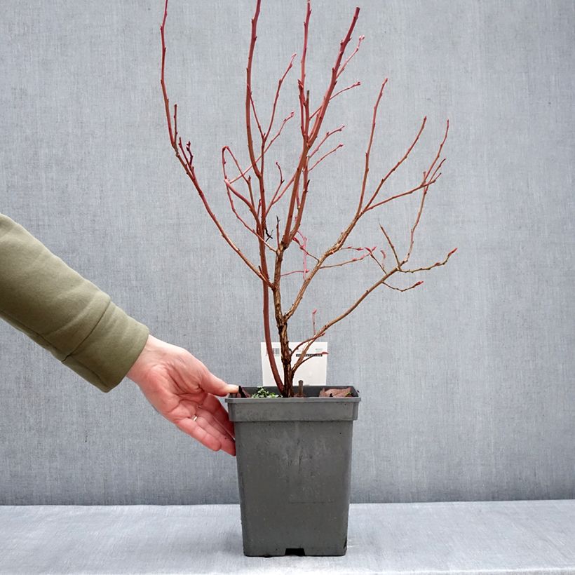 Mirtillo gigante americano - Blue pearl Vaso da 4L/5L esemplare consegnato in inverno