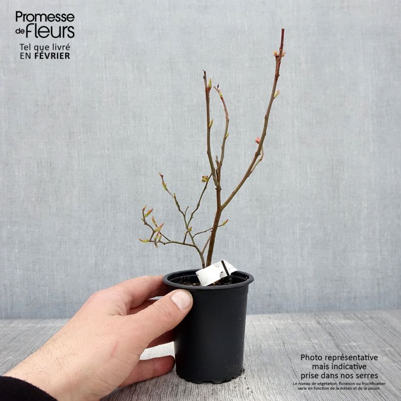 Mirtillo gigante americano - Brigitta Vasetto da 8/9 cm esemplare consegnato in inverno