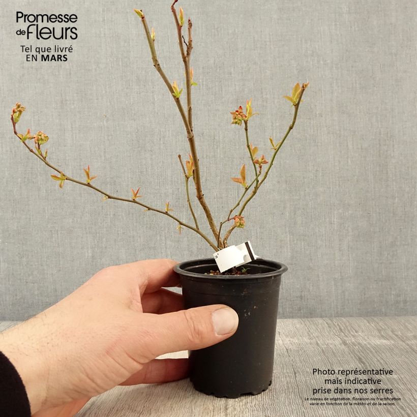 Mirtillo gigante americano - Brigitta Vasetto da 8/9 cm esemplare consegnato in primavera