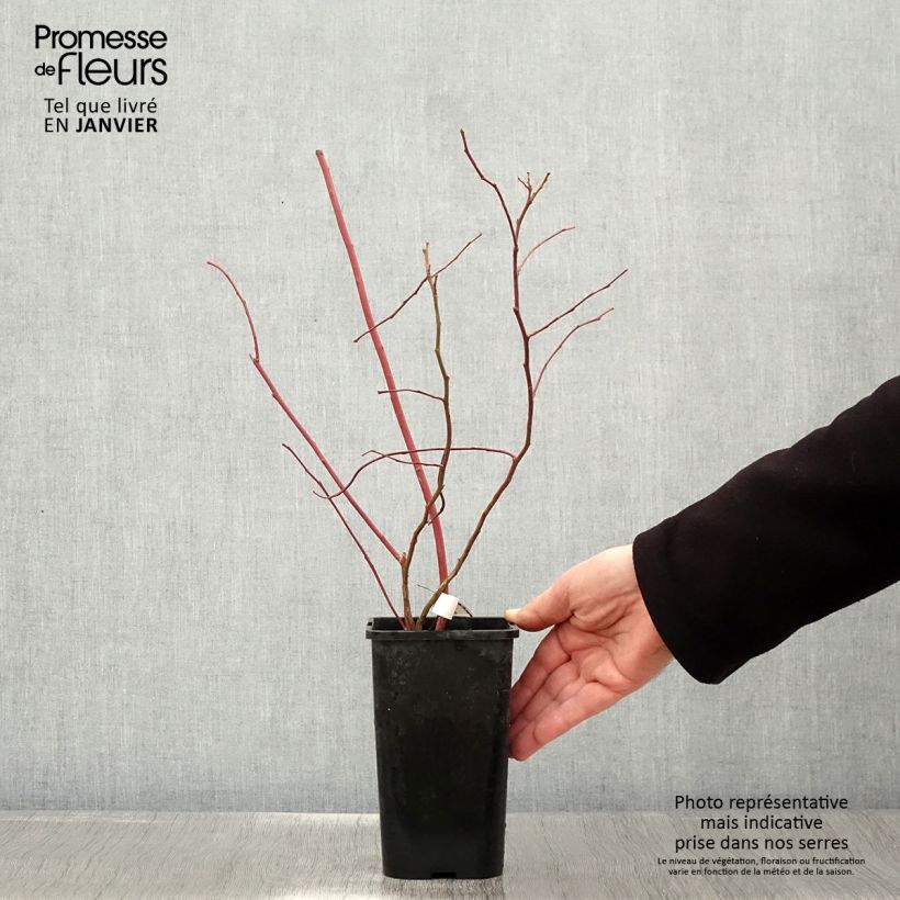 Mirtillo gigante americano - Brigitta Vaso da 1,5L/2L, A cespuglio esemplare consegnato in inverno