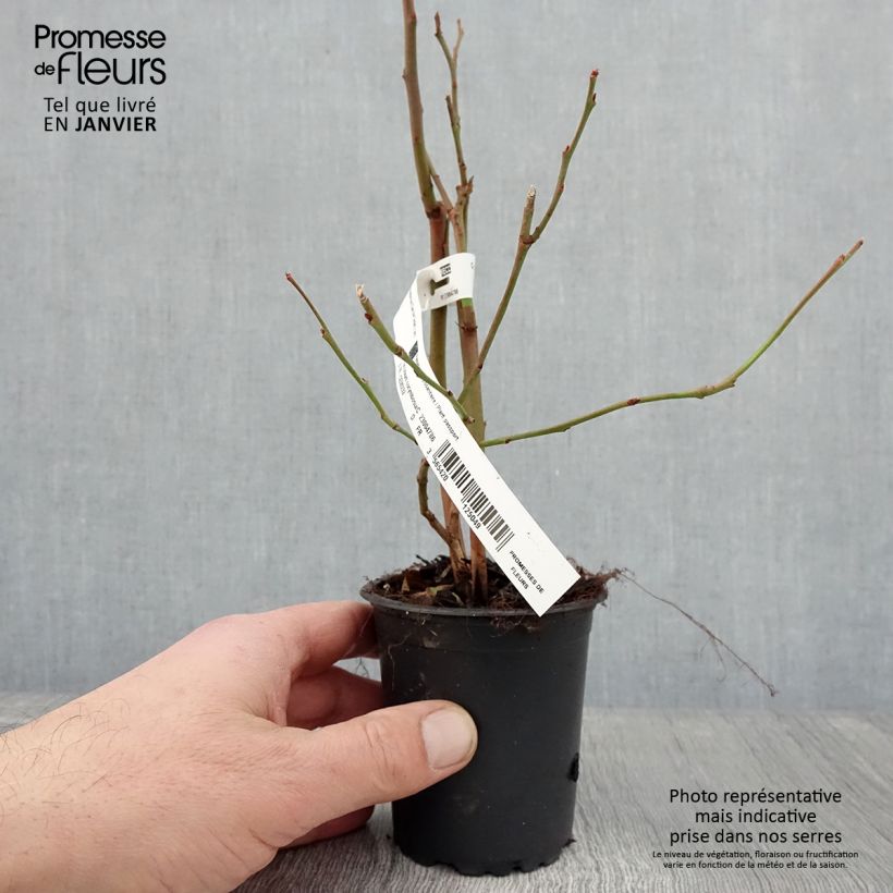 Mirtillo gigante americano - Darrow Vasetto da 8/9 cm esemplare consegnato in inverno