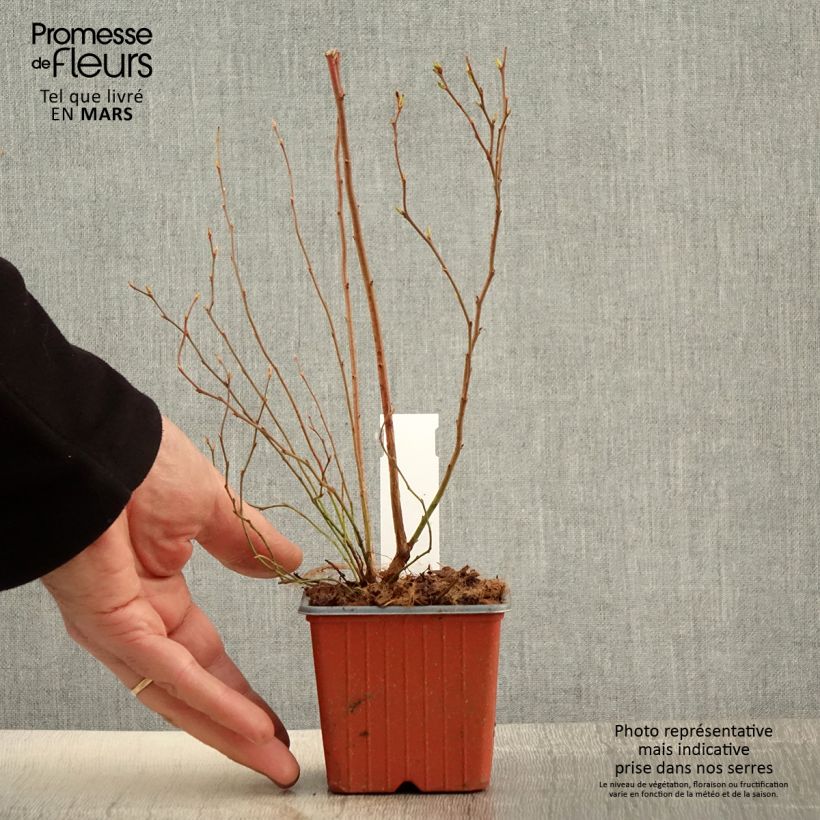 Mirtillo gigante americano - Darrow Vasetto da 8/9 cm esemplare consegnato in primavera