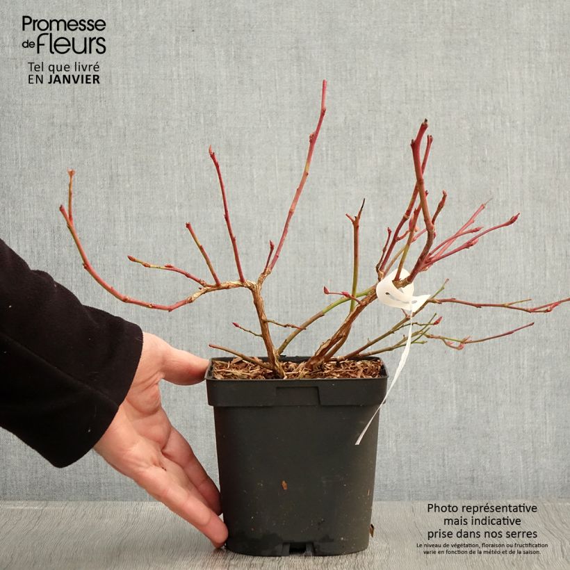 Mirtillo gigante americano - Darrow Vaso da 1,5L/2L esemplare consegnato in inverno