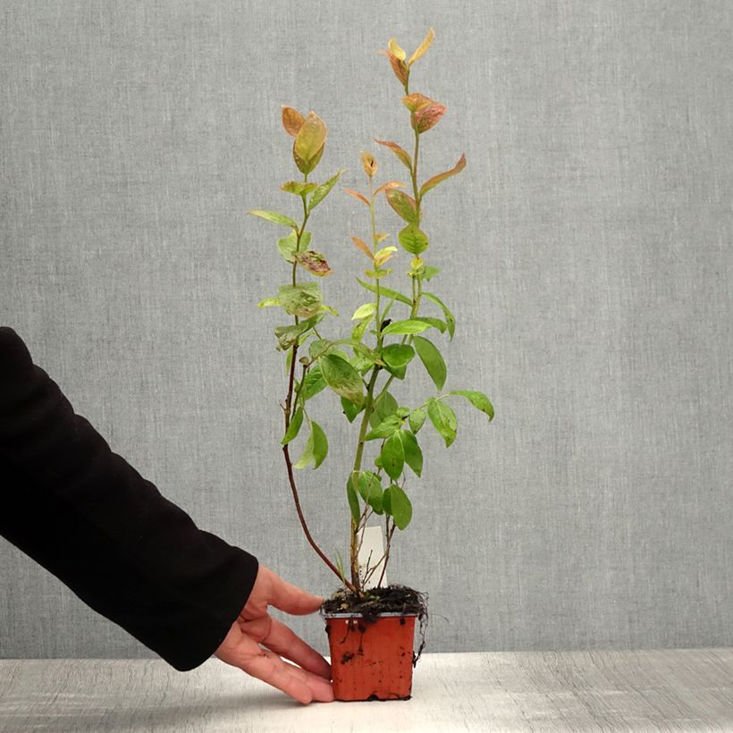 Esemplare di Mirtillo gigante americano - Duke Vasetto da 8/9 cm consegnato in estate