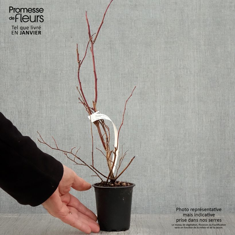 Mirtillo gigante americano - Duke Vasetto da 8/9 cm esemplare consegnato in inverno