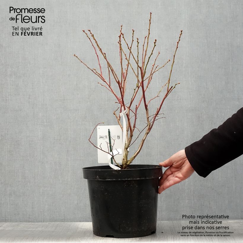 Mirtillo gigante americano - Duke Vaso da 7,5L/10L esemplare consegnato in inverno