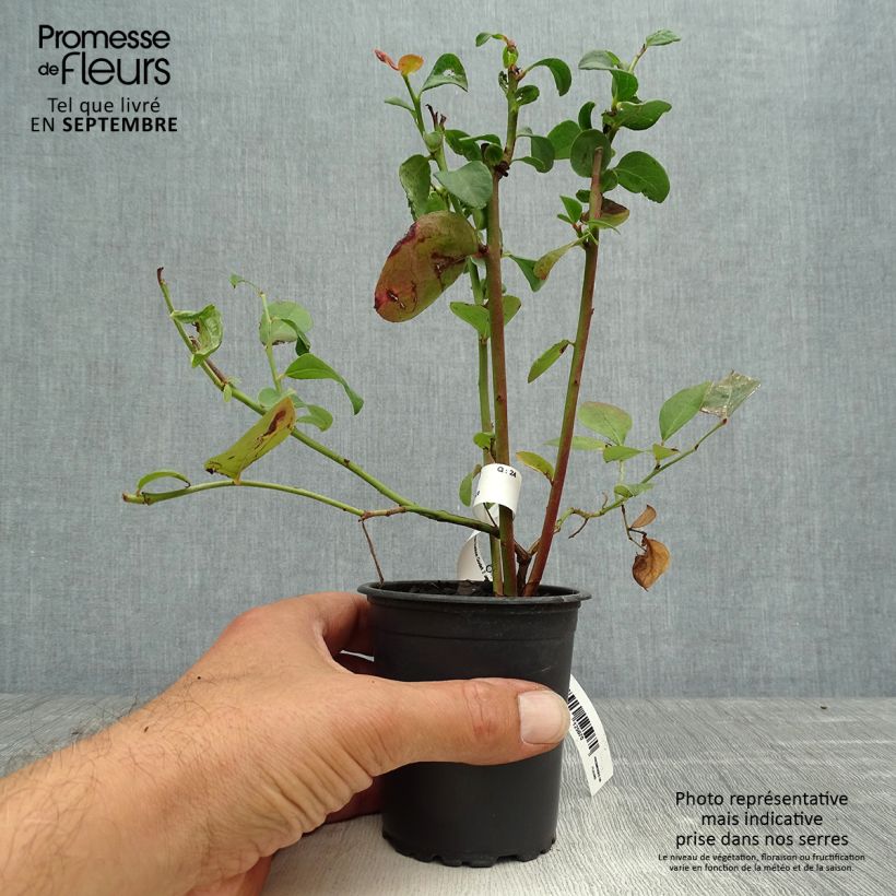 Esemplare di Mirtillo gigante americano - Ivanhoe Vasetto da 8/9 cm come consegnato in autunno