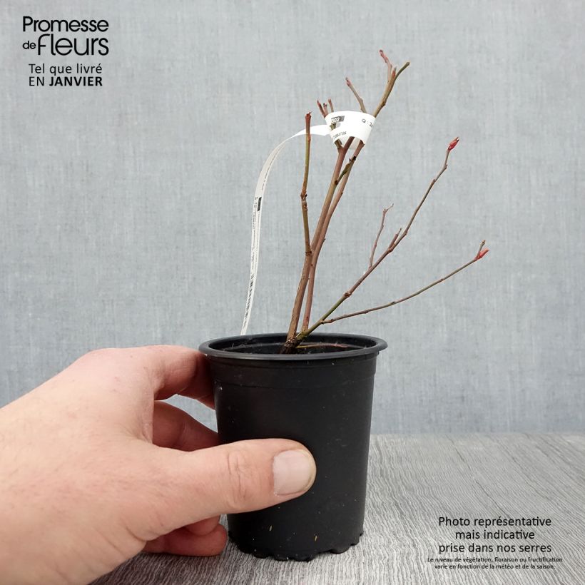 Mirtillo gigante americano - Ivanhoe Vasetto da 8/9 cm esemplare consegnato in inverno