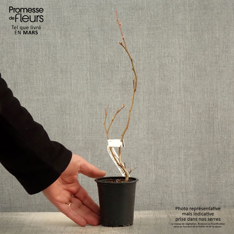 Mirtillo gigante americano - Ivanhoe Vasetto da 8/9 cm esemplare consegnato in primavera