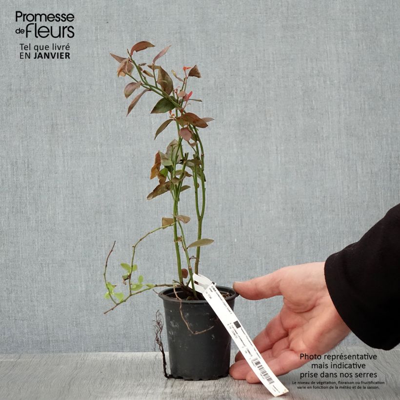 Mirtillo gigante americano - Legacy Vasetto da 8/9 cm esemplare consegnato in inverno