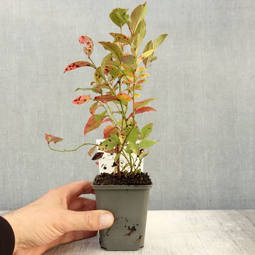 Esemplare di Mirtillo gigante americano - North Blue Vasetto da 8/9 cm come consegnato in autunno