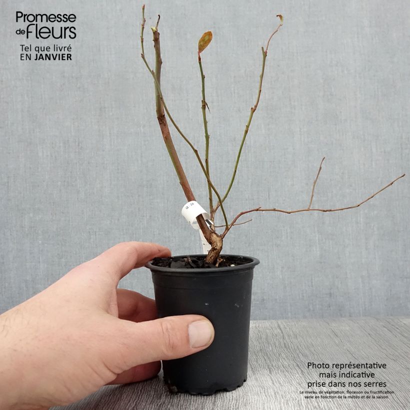 Mirtillo gigante americano - North Blue Vasetto da 8/9 cm esemplare consegnato in inverno