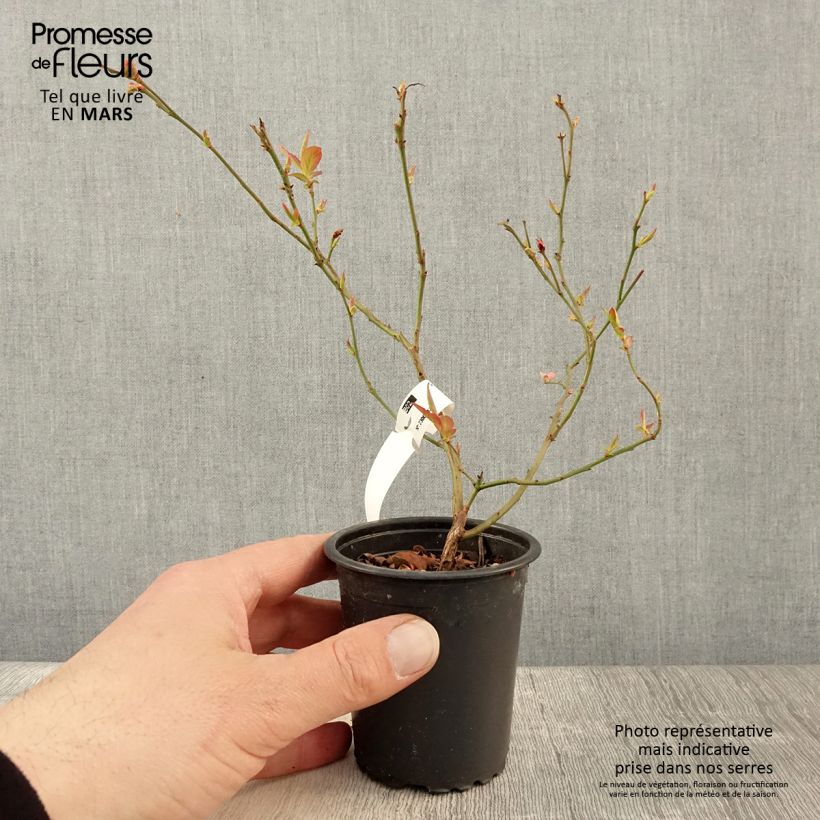 Mirtillo gigante americano - North Blue Vasetto da 8/9 cm esemplare consegnato in primavera