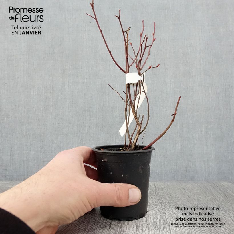 Mirtillo gigante americano - Northcountry Vasetto da 8/9 cm esemplare consegnato in inverno