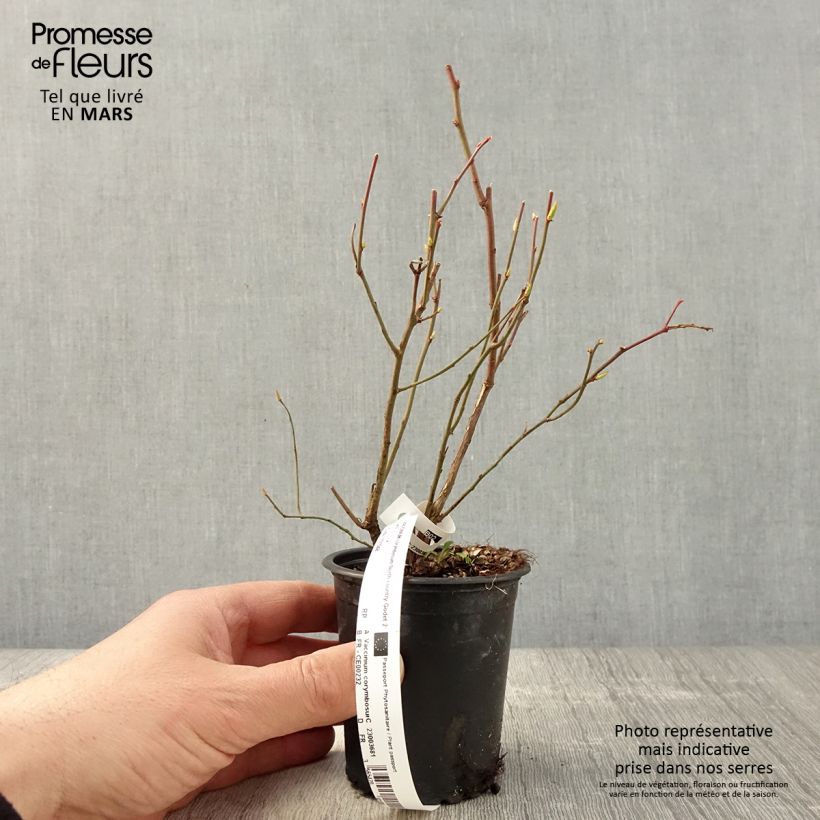 Mirtillo gigante americano - Northcountry Vasetto da 8/9 cm esemplare consegnato in primavera