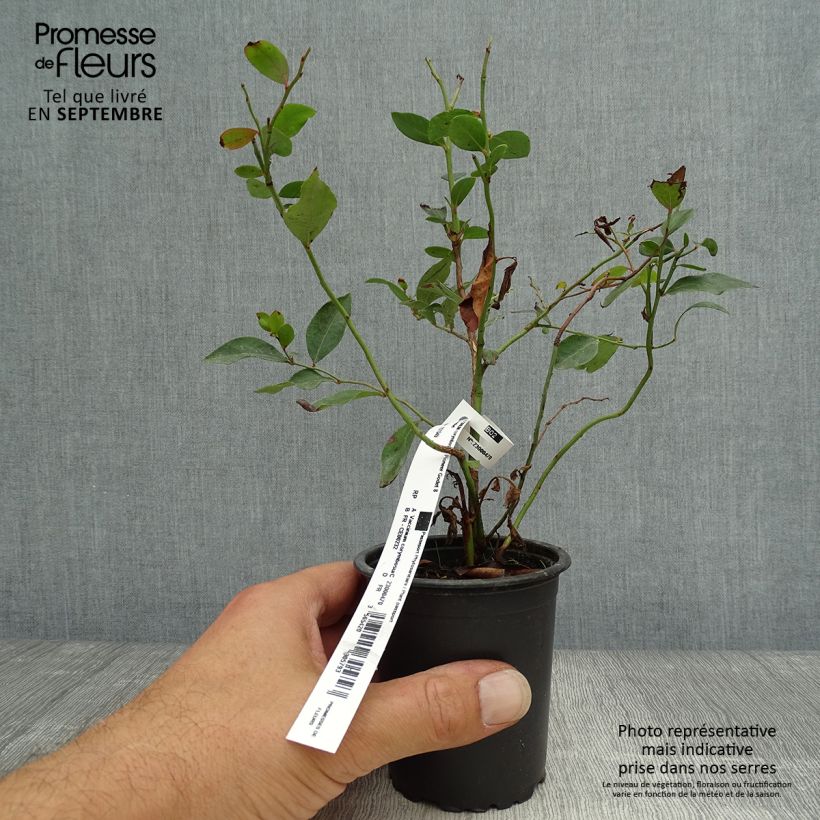 Esemplare di Mirtillo gigante americano - Pioneer Vasetto da 8/9 cm come consegnato in autunno