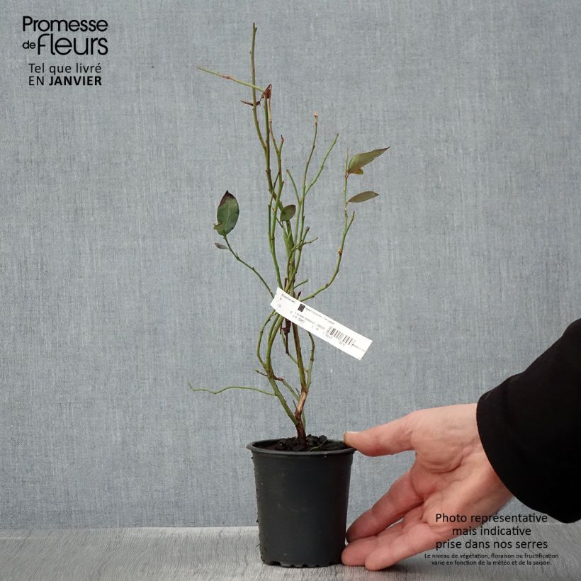 Mirtillo gigante americano - Pioneer Vasetto da 8/9 cm esemplare consegnato in inverno