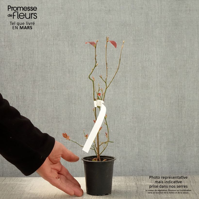 Mirtillo gigante americano - Pioneer Vasetto da 8/9 cm esemplare consegnato in primavera