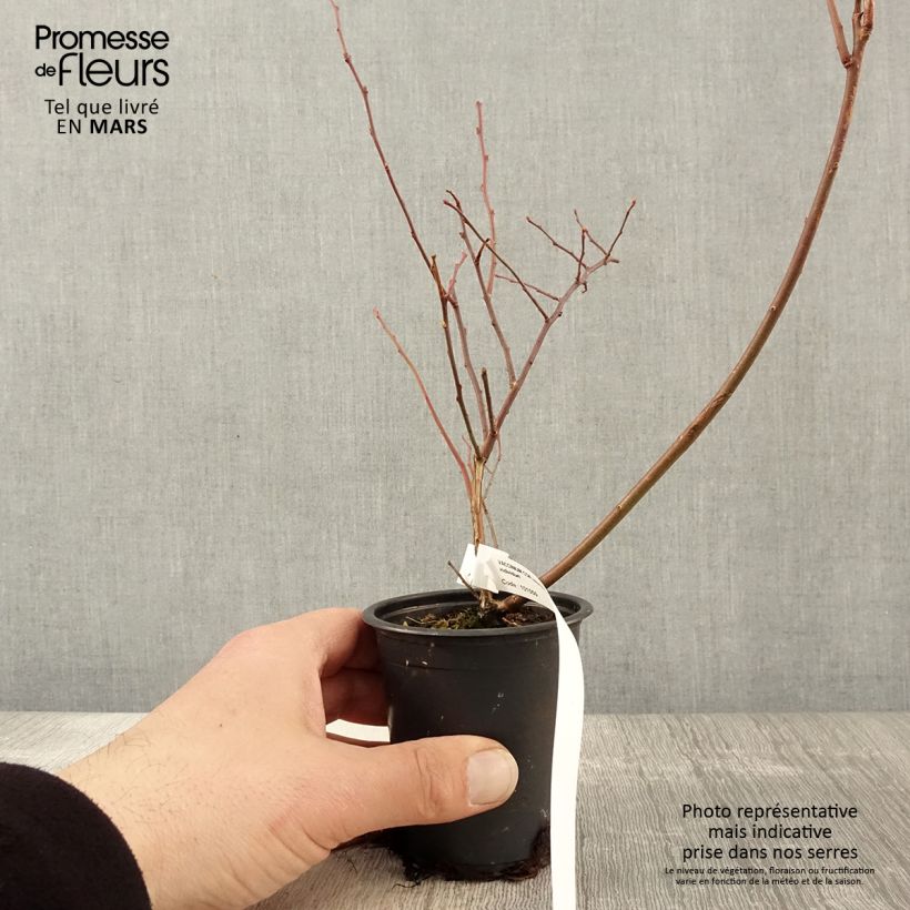 Mirtillo gigante americano - Rubel Vasetto da 8/9 cm esemplare consegnato in primavera