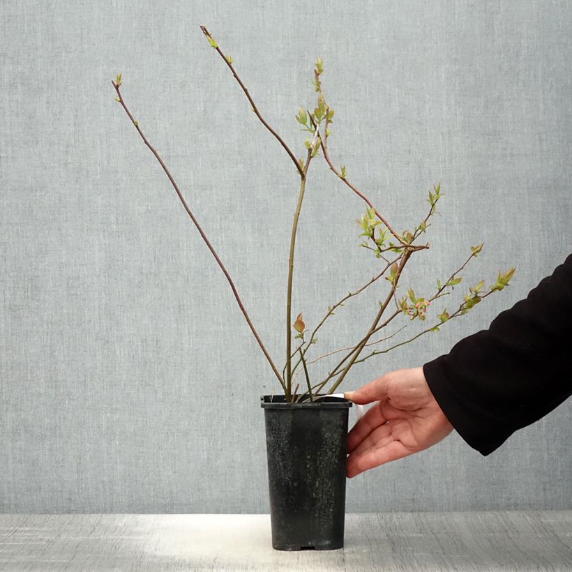 Mirtillo gigante americano - Rubel Vaso da 1L/1,5L esemplare consegnato in primavera