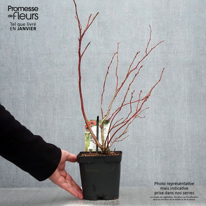 Mirtillo gigante americano - Spartan Vaso da 2L/3L esemplare consegnato in inverno