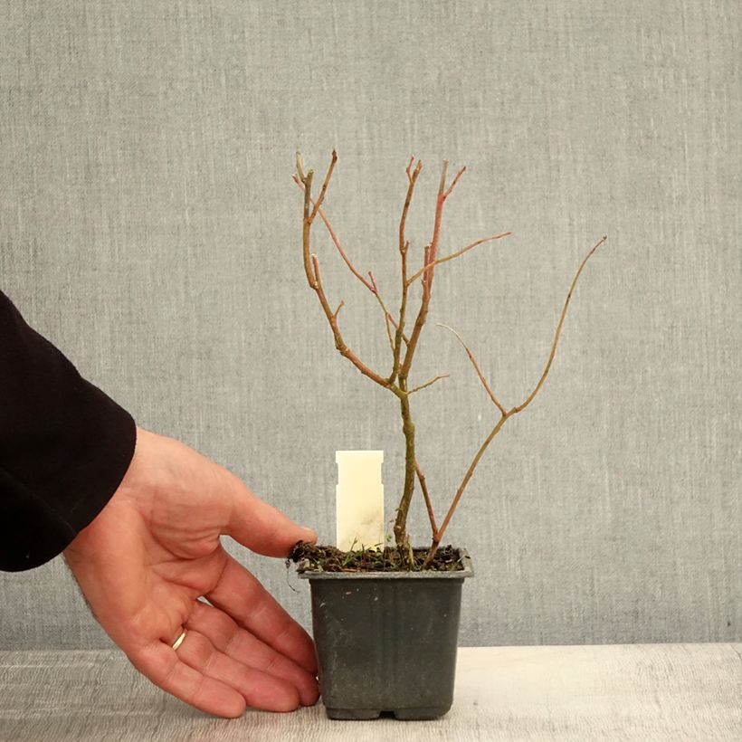 Esemplare di Mirtillo gigante americano - Goldtraube Vasetto da 8/9 cm come consegnato in autunno